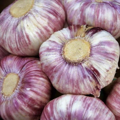 Sadbový cesnak Anton - Allium sativum - nepaličiak - cibule cesnaku - 1 balenie