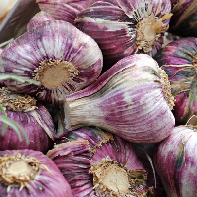 Sadbový Cesnak Slavin II - Allium sativum - paličiak - cibule cesnaku - 1 balenie