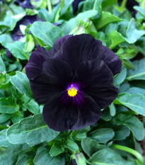 Fialka rohatá Back to Black - Viola cornuta - semená - 120 ks