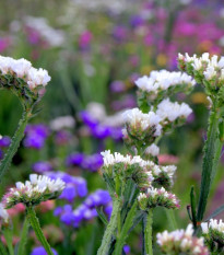 Limonka chobotnatá - Limonium sinuatum - semená - 30 ks