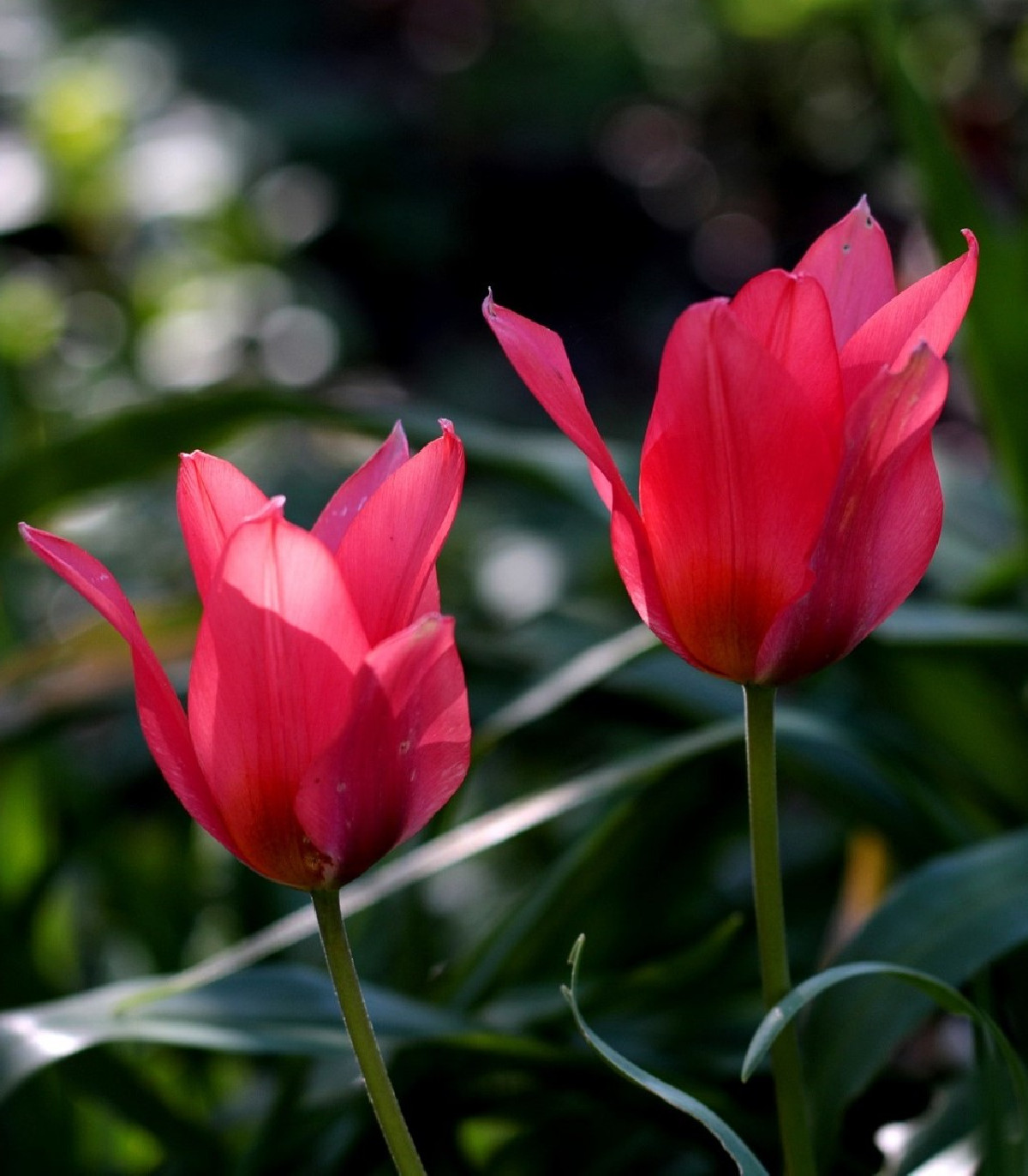 Tulipán Toronto - Tulipa - cibuľoviny - 3 ks