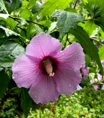 Ibištek sýrsky fialový - Hibiscus syriacus - semená - 12 ks