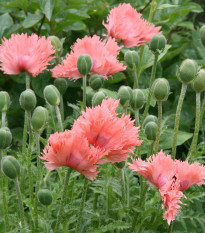 Mak siaty Rose Feathers - Papaver somniferum - semená - 200 ks