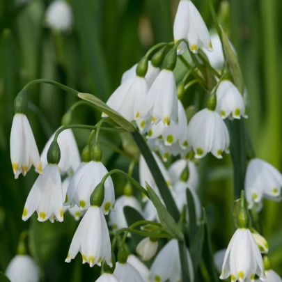 Bleduľa letná Giant - Leucojum aestivum - cibuľoviny - 2 ks