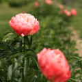 Pivónia Coral Sunset - Paeonia lactiflora - cibuľoviny - 1 ks