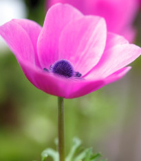 Sasanka Sylphide - Anemone sylphide - cibuľoviny - 3 ks