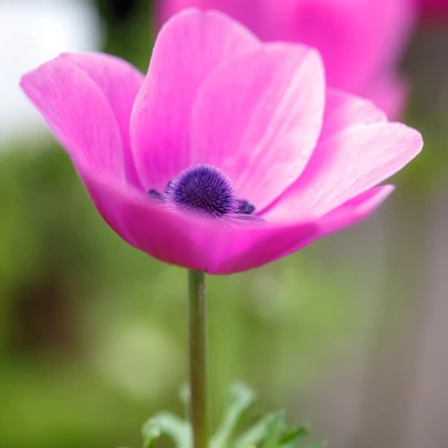 Sasanka Sylphide - Anemone sylphide - cibuľoviny - 3 ks