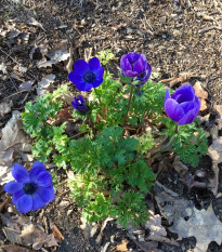 Sasanka Mr. Fokker - Anemone coronaria - cibuľoviny - 3 ks