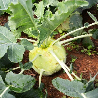 Kaleráb biely neskorý Gigant - Brassica oleracea - semená - 100 ks