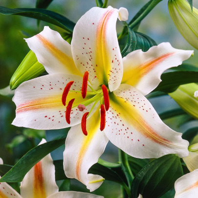 Ľalia Garden Party - Lilium - cibuľoviny - 1 ks