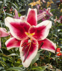 Ľalia Garden Pleasure - Lilium x hybridum - cibuľoviny - 1 ks