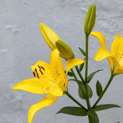 Ľalie Yellow Planet - Lilium lancifolium - cibuľoviny - 1 ks