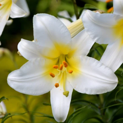 Ľalia White Planet - Lilium - cibuľoviny - 1 ks