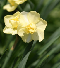 Narcis Cheerfulness - Narcissus - cibuľoviny - 3 ks