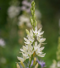 Ladoník biely - Camassia alba - cibuľoviny - 2 ks