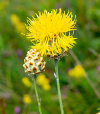 Nevädza lúčna žltá - Centaurea cyanus - semená - 50 ks