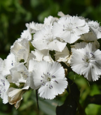 Klinček bradatý Sweet William - Dianthus barbatus - semená - 150 ks