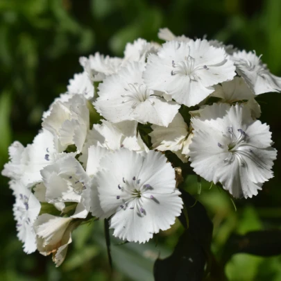 Klinček bradatý Sweet William - Dianthus barbatus - semená - 150 ks