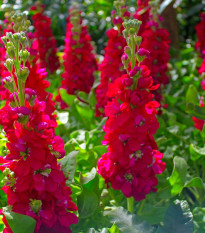 Stračonôžka Carmine King - Delphinium imperialis - semená - 100 ks