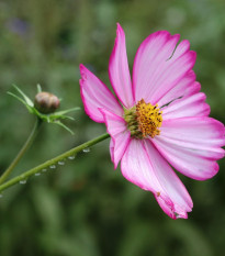 Krasuľka perovitá Fizzy Rose - Cosmos bipinnatus - semená - 80 ks