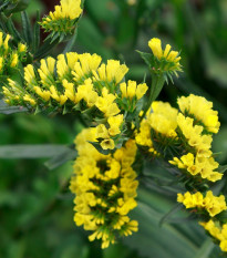 Limonka chobotnatá žltá - Limonium sinuatum - semená - 30 ks