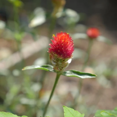 Pestrovka oranžová - Gomphrena haageana - semená - 20 ks