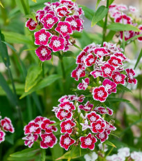 Klinček Super Parfait F1 - Dianthus Super Parf. Raspberry - semená - 16 ks