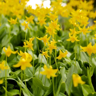 Kandík - Erythronium pagoda - cibuľoviny - 3 ks