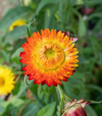 Slamiha listnatá oranžová - Helichrysum bracteatum - semená - 400 ks