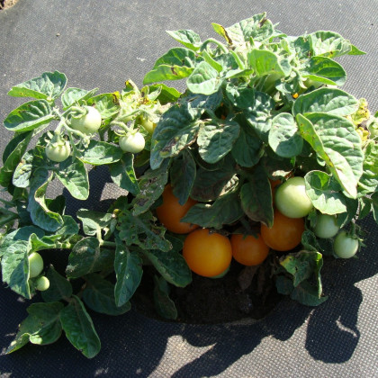 Paradajka Venus - Solanum lycopersicum - semená - 10 ks
