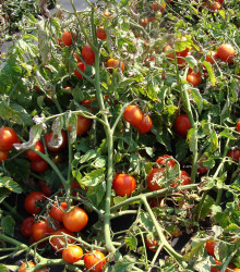 Paradajka Dalimil - Solanum lycopersicum - semená - 0,1 g