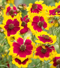 Krásnoočko trpasličie mix - Coreopsis hybrida - semená - 200 ks