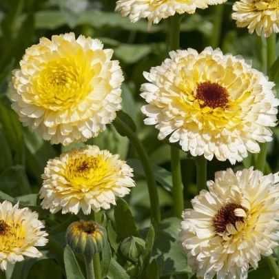 Nechtík lekársky Ivory Princess - Calendula officinalis - semená - 40 ks