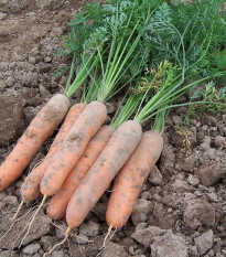 Mrkva skorá Stupická - Daucus carota - semená - 800 ks