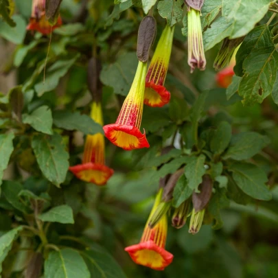 Durman krvavý - Brugmansia sanguinea - semená - 7 ks