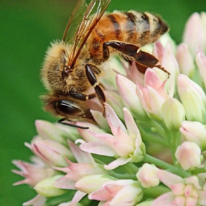 Jednoročné kvety pre včely - Planta Naturalis - lúčna zmes - 10 g