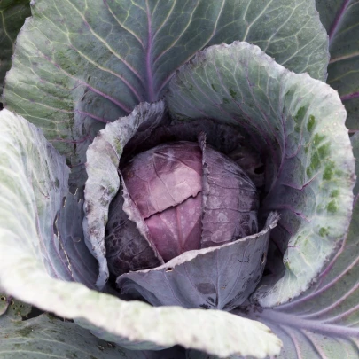 Kapusta Pourova červená - Brassica pekinensis - semená - 200 ks