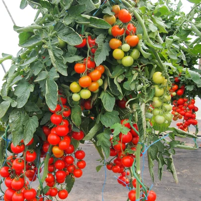 Paradajka Gallant F1 - Solanum Lycopersicum - semená - 10 ks