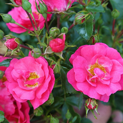 Ruža kríková pôdopokryvná Meintraum - Rosa - voľnokorenné sadenice ruží - 1 ks