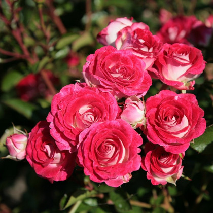 Ruža mnohokvetá Schöne Koblenzerin - Kordes - Rosa - voľnokorenné sadenice ruží - 1 ks