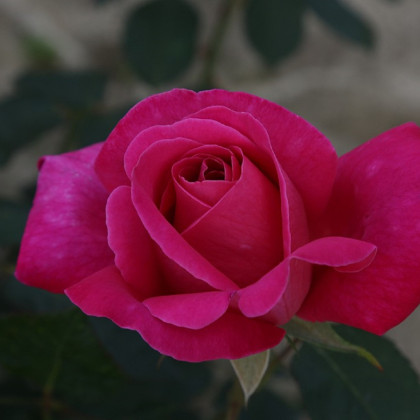Ruža kríková mnohokvetá Pink Peace - Rosa - voľnokorenné sadenice ruží - 1 ks