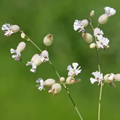 Silenka obyčajná - Silene vulgaris - semená - 150 ks