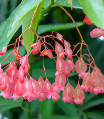 Begónia šarlátová - Begonia coccinea - semená - 12 ks