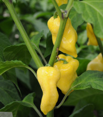 Chilli Habanero žlté - Capsicum chinense - semená - 6 ks