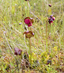 Špirlica purpurová - Sarracenia purpurea - semená - 8 ks