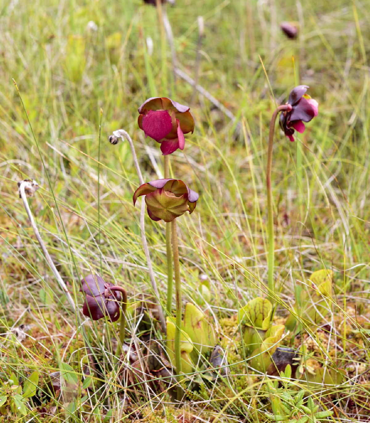 Špirlica purpurová - Sarracenia purpurea - semená - 8 ks