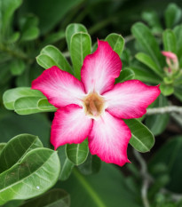 Púštna ruža - Adenium obesum - semená - 5 ks