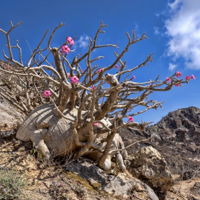 Púštna ruža - Adenium obesum - semená - 5 ks