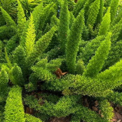 Sprengerova špargľa - Asparagus aethiopicus - semená - 12 ks