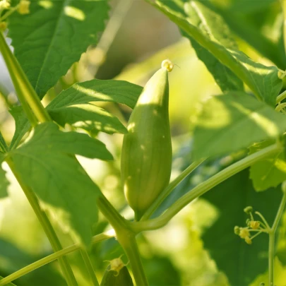 Gigantická ačokča - Cyclanthera pedata - semená - 5 ks